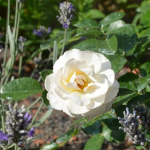 Luther-Rose vor der Paul Gerhardt Kirche